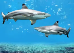 two-blacktip-reef-sharks-shutterstock-gino-santa-maria-web.jpg.webp