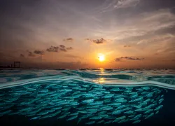 umeedmistry_sardines_maldives_scubadivingmagazine.septemberoctober.jpg.webp