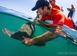 university_of_miami_shark_research_.jpg.webp