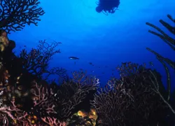 usvi-promo.jpg.webp