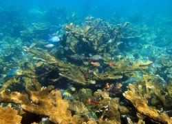 utila-coral_shutterstock_.jpg.webp