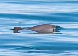 vaquita-thomas-jefferson-viva-vaquita-.jpg.webp
