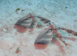 video-flying-gurnards-cayman-brac.png.webp