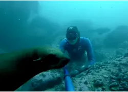 video-freedivingwith-seals-gopro-southafrica.jpg.webp