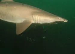 virginia-beach-diving-photo-by-pete-nawrocky-sand-tiger.jpg.webp