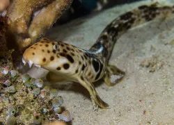 walking-shark-shutterstock-izen-kai.jpg.webp