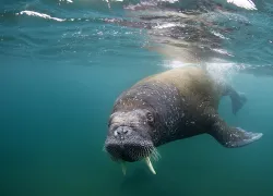 walrus-facts-photos.jpg.webp
