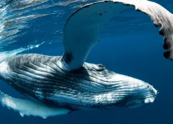 whale-day-photos-pictures-humpback.jpg.webp