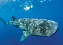 whale-shark-courtesy-luis-javier-sandoval-bright.jpg.webp