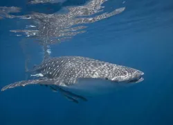 whale-shark-daymaniyat-islands-shutterstock-seraphp.jpg.webp