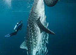 whale-shark-diver-fish-net-triton-bay-brandon-cole.jpg.webp