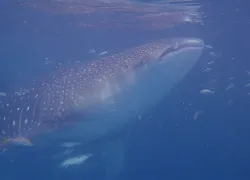 whale-shark-scuba-diving-derawan-indonesia.jpg.webp