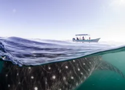 whale-shark-shutterstock-leonardo-gonzalez.png.webp