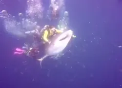 whale-shark-video-arrest.jpg.webp