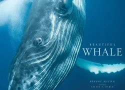 whalecoverresized.jpg.webp