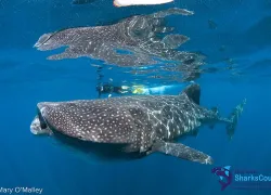 whaleshark_mary-omalley.jpg.webp