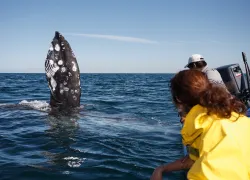 whalewatching.brandoncole.scubadivingmagazine.june.jpg.webp