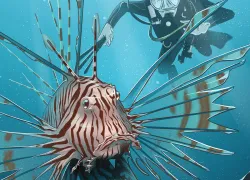 what-its-like-to-hunt-lionfish-steven-hughes-scu.jpg.webp