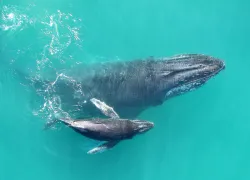 whispering_whales_npr_credit_.jpg.webp