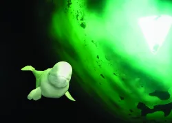 white whale.jpg.webp