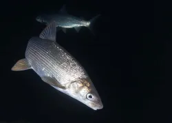 whitefish-lake-superior-alisha-postma.jpg.webp
