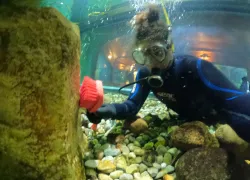 wil-aquarium-diver-maintenance-diver-scrubbing.jpg.webp