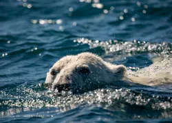 wil-dive-polar-bears-close-up-jill-heinerth.jpg.webp