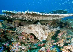 wobbegong.jpg.webp