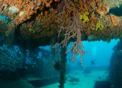 wreck-diving-fort-lauderdale-shutterstock-fine-art-photos.jpg.webp
