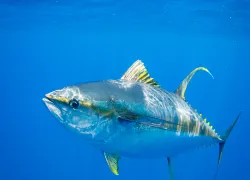 yellowfin-tuna-ellen-cuylaerts-ocean-image-bank.jpg.webp