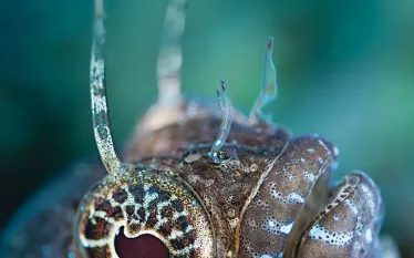 -best-dives-spd_north_-blue-heron-bridge-florida.jpg.webp