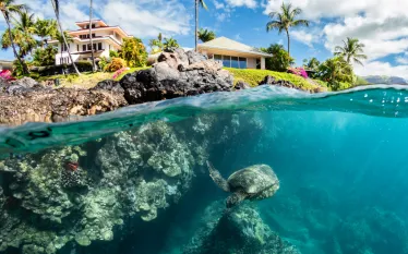 _SeaTurtle_Makena_Maui_Renee_Capozzola.jpg.webp