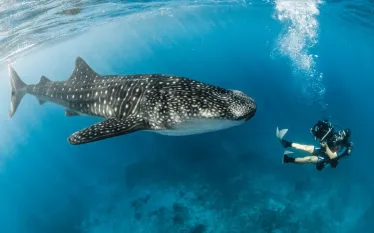 AlexTyrell_Whale-Shark-Videographer- Rhincodon-typus __edit.jpg.webp