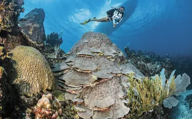 CouretsyOceanFrontiers_CAY_am--copy_edit.jpg.webp