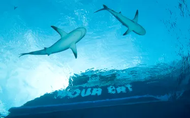 CourtesyAllStar_Aqua Cat on shark dive VHD_.jpg.webp