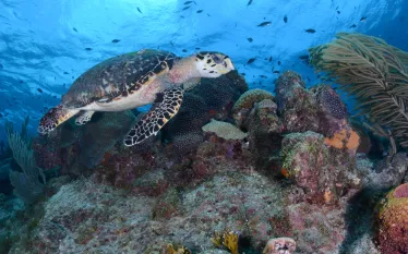 Curacao_Widescreen Header.png.webp