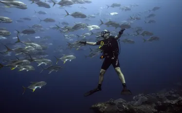 FGBNMS-DiverAndAmberjacks-ScottBauer   .jpg.webp