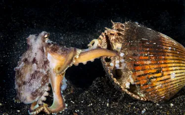 Hawaii_Coconut-Octopus--Edit.jpg.webp