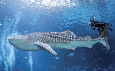 Journey-with-Gentle-Giants_edit.jpg.webp