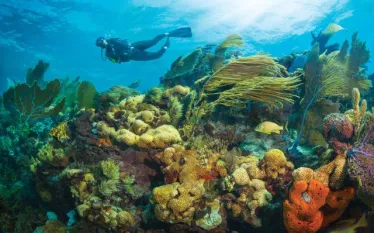 MC-KL Scuba Diving F.jpg.webp