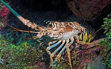 SeaLife_SeaDragon_edit_.jpg.webp