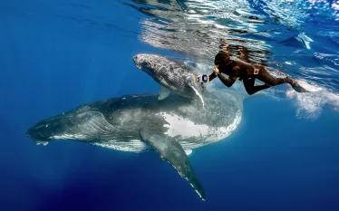 Snorkeler with whales.jpg.webp