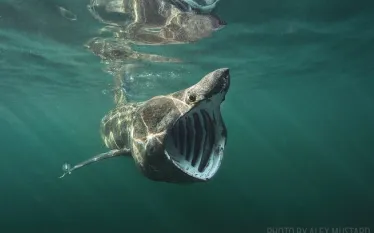 basking-shark-scotland.jpg.webp