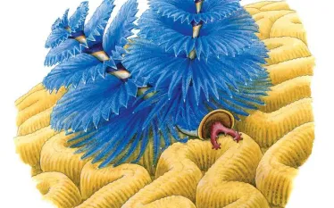 christmas-tree-worms-interesting-facts.jpg.webp