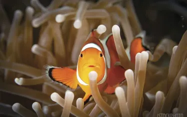 clownfish-sex-change.jpg.webp