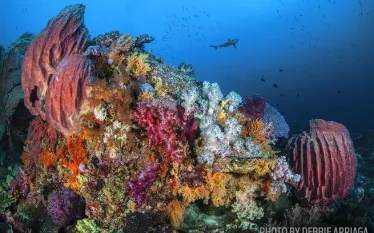coral-reef-underwaterindonesia-arenui.jpg.webp