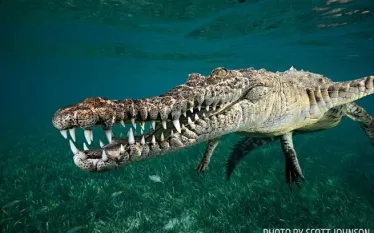crocodile-underwater-cuba-garden-queen.jpg.webp