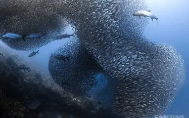 fish-school-bonaire.jpg.webp