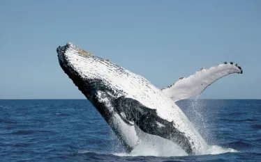 gbr-whales.jpg.webp