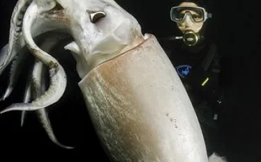 giant-squid.jpg.webp